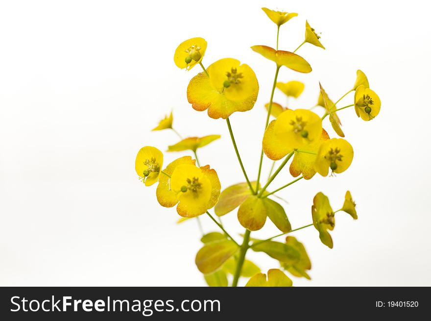 Euphorbia plant isolated against a white background. Euphorbia plant isolated against a white background