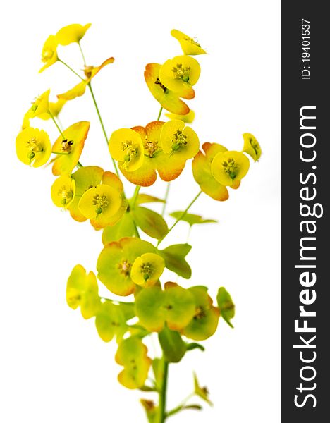 Euphorbia plant isolated against a white background. Euphorbia plant isolated against a white background