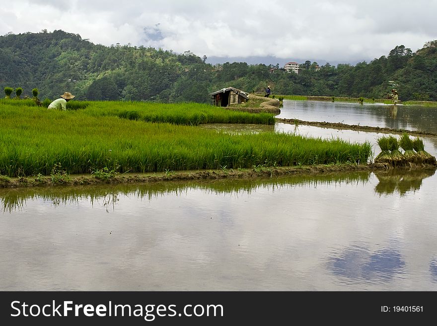 Farmer working in a rice field registered at the Unesco world heritage, in Luzon Island, Philippines. Farmer working in a rice field registered at the Unesco world heritage, in Luzon Island, Philippines