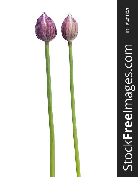Two chive stems isolated against a white background. Two chive stems isolated against a white background