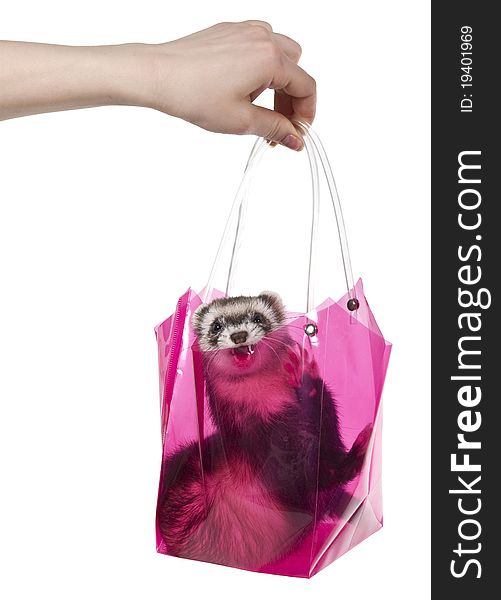 Hand holds a ferret in a red package on a white background