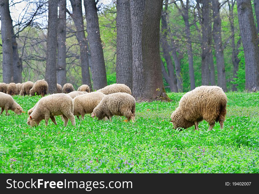 Grazing sheep near the forest