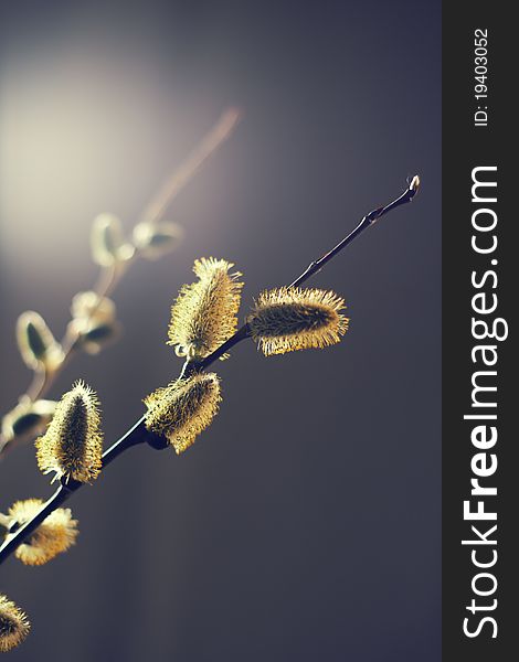 Willow branches with buds. Spring. bud