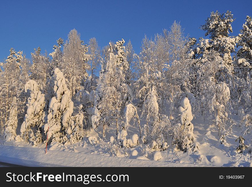 Frozen forest