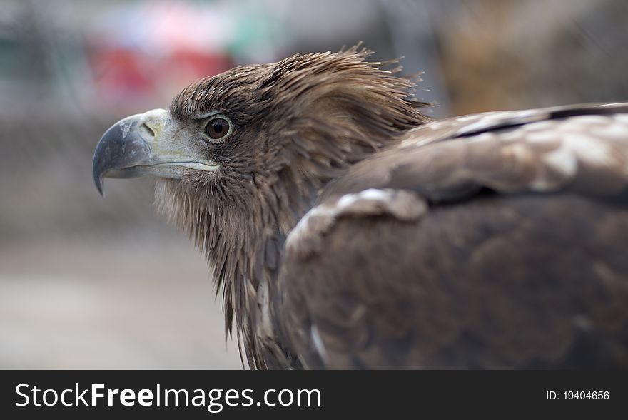 The big golden eagle portrait