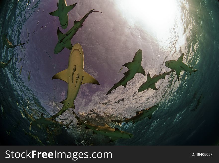 A pack of lemon sharks swims near the surface of the Bahamas. A pack of lemon sharks swims near the surface of the Bahamas.