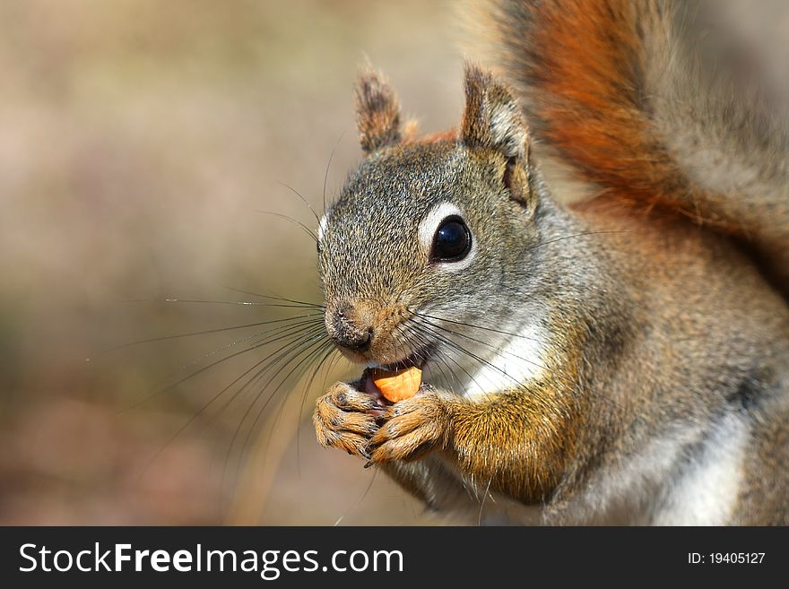 Red Squirrel Tamiasciurus hudsonicus close-up eating peanut