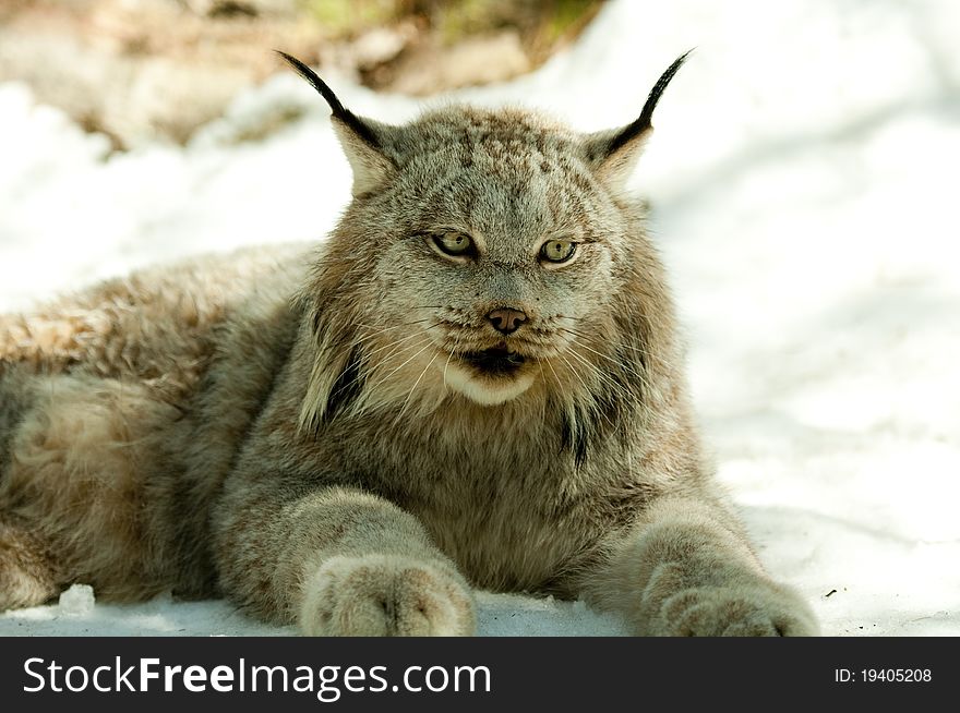 Lynx In Winter