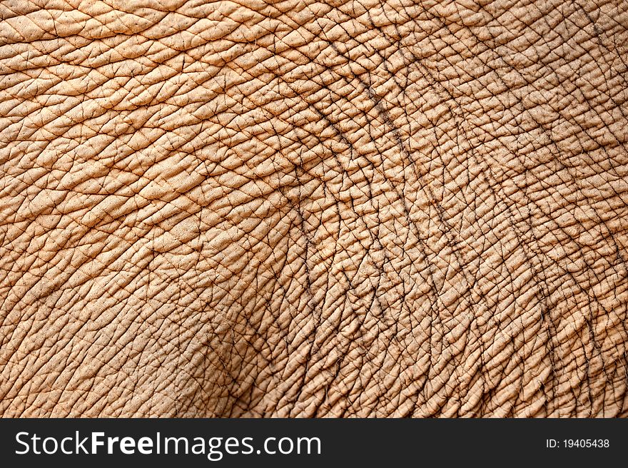 Close up of elephant skin