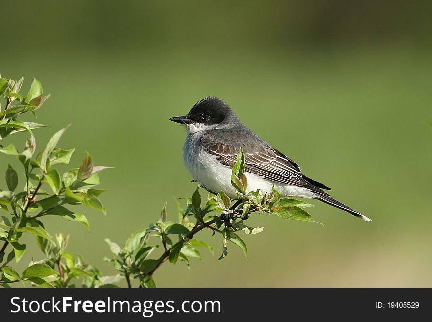 Eastern King Bird