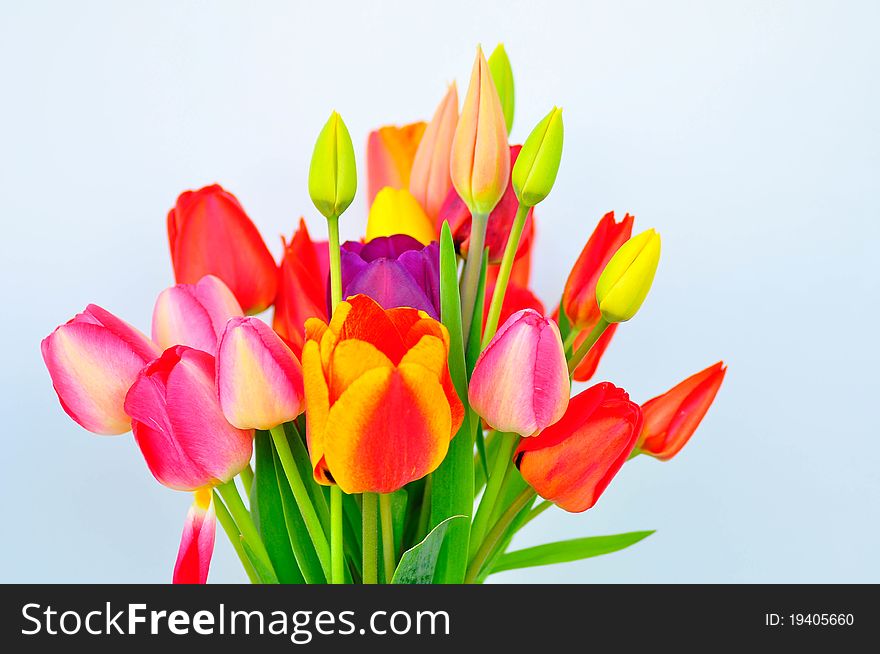 Bunch of tulips on a white background