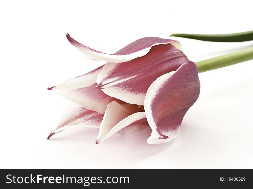Bicolor tulips on a white background