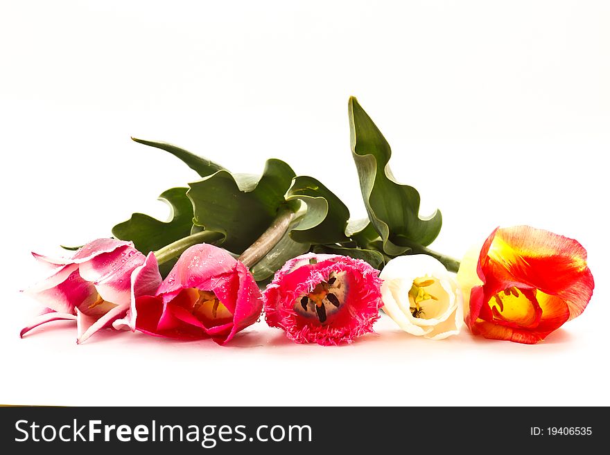 Different tulips on a white background