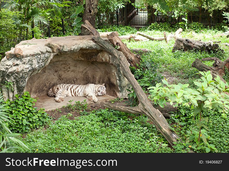 Tiger sleeping in the farm zoo.zoo in thailand. Tiger sleeping in the farm zoo.zoo in thailand