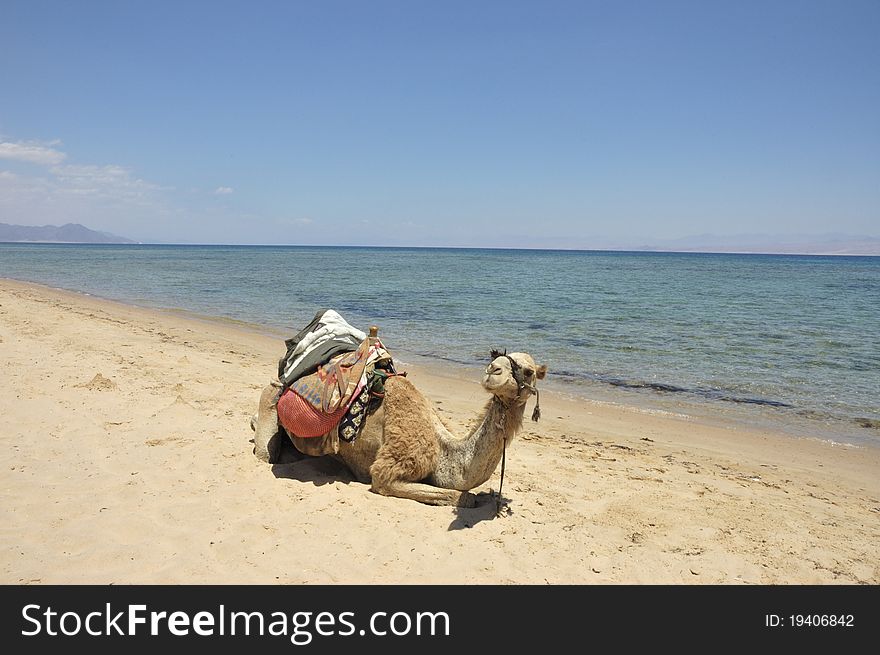 Camel sitting on the sand. Sinai Red Sea beach. Camel sitting on the sand. Sinai Red Sea beach.