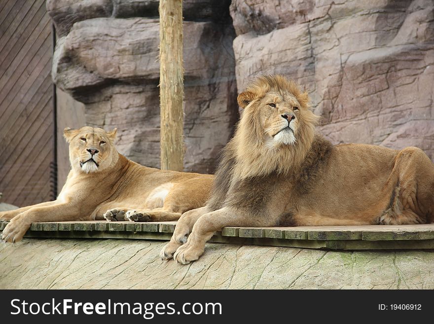 Relaxed lions are sitting on ground. Relaxed lions are sitting on ground