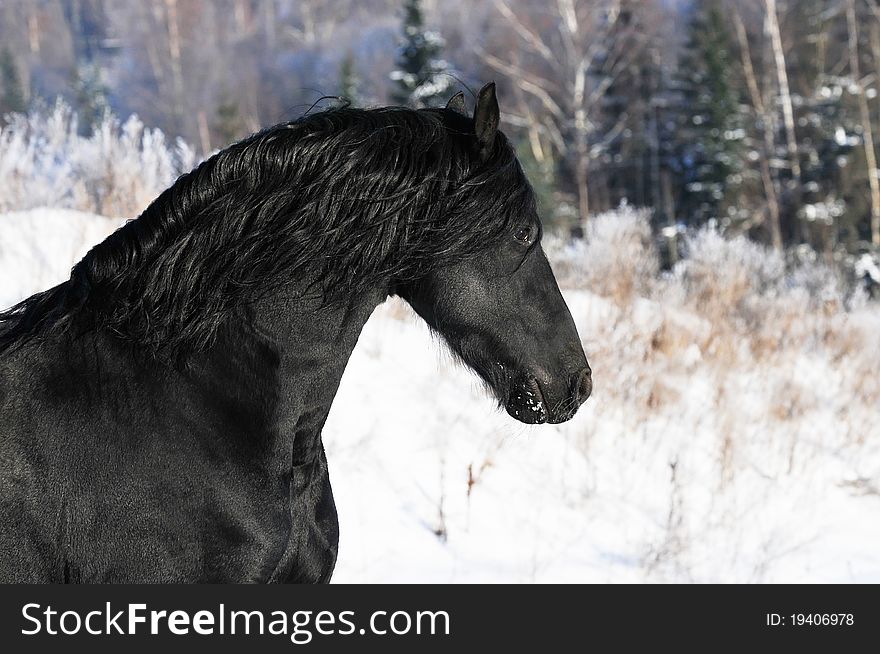 Black horse runs gallop in winter