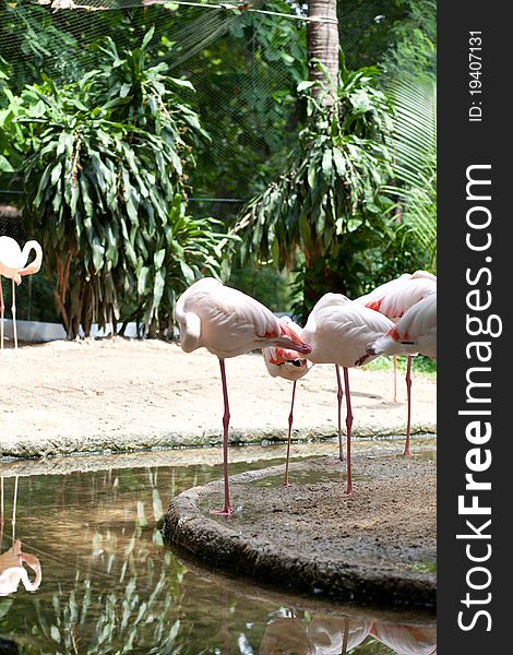 Animals in the zoo birds standing in the garden Along the pond. Animals in the zoo birds standing in the garden Along the pond.