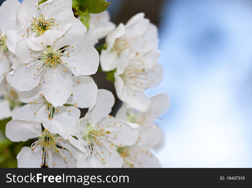 Flowers Close Up Photograph