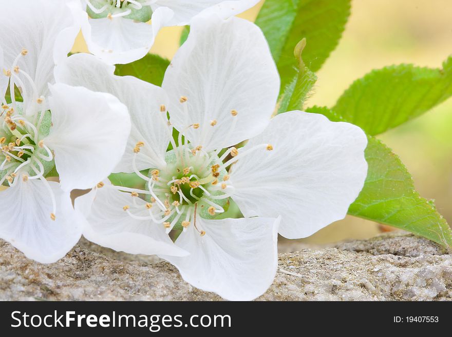 Flowers Close Up Photograph