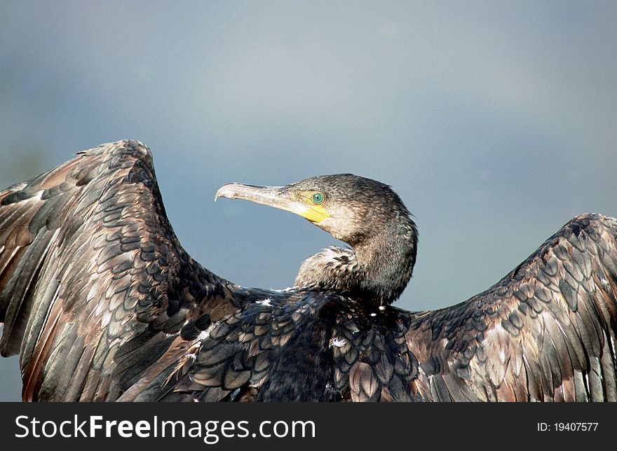 Close view of a cormorant drying wings