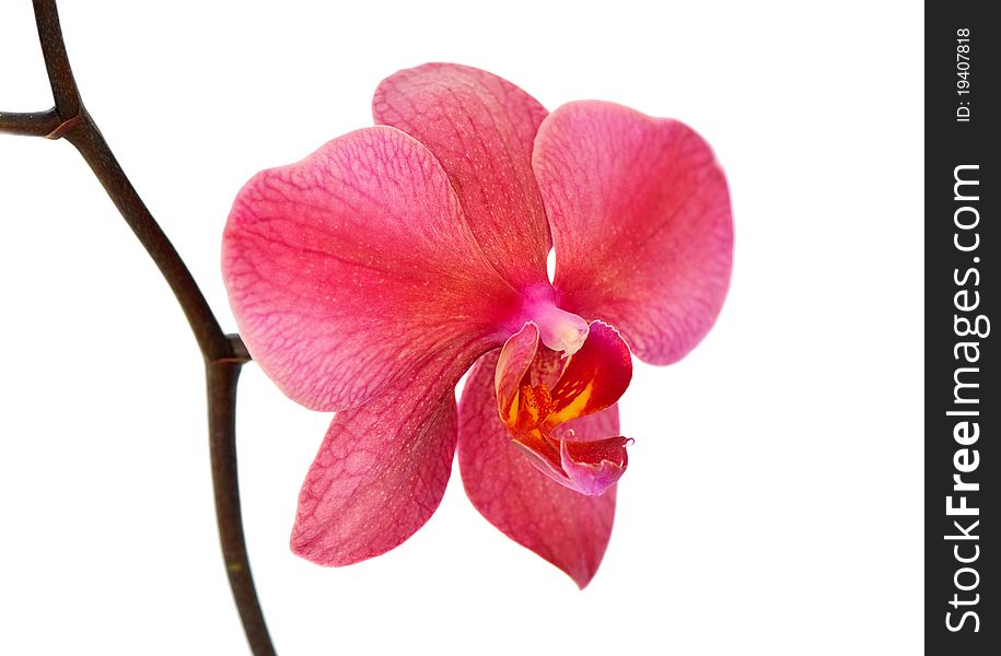 Pink orchid isolated on white