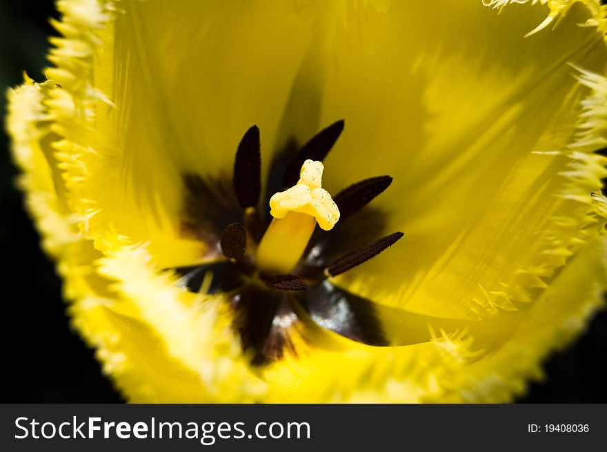 Yellow tulips on the black background. Yellow tulips on the black background