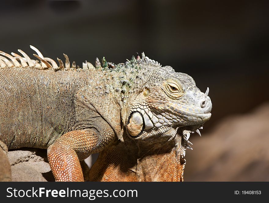 Close up of a Green Iguana