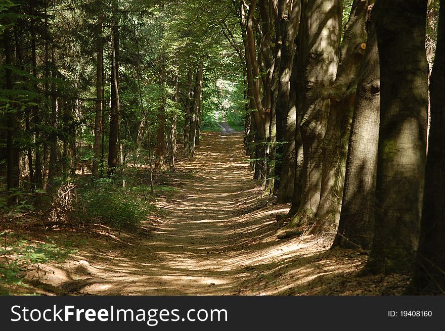 A dark forest wth a path. A dark forest wth a path