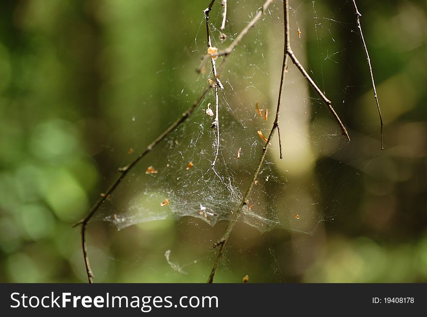 A spiderweb hanging in the sunlight