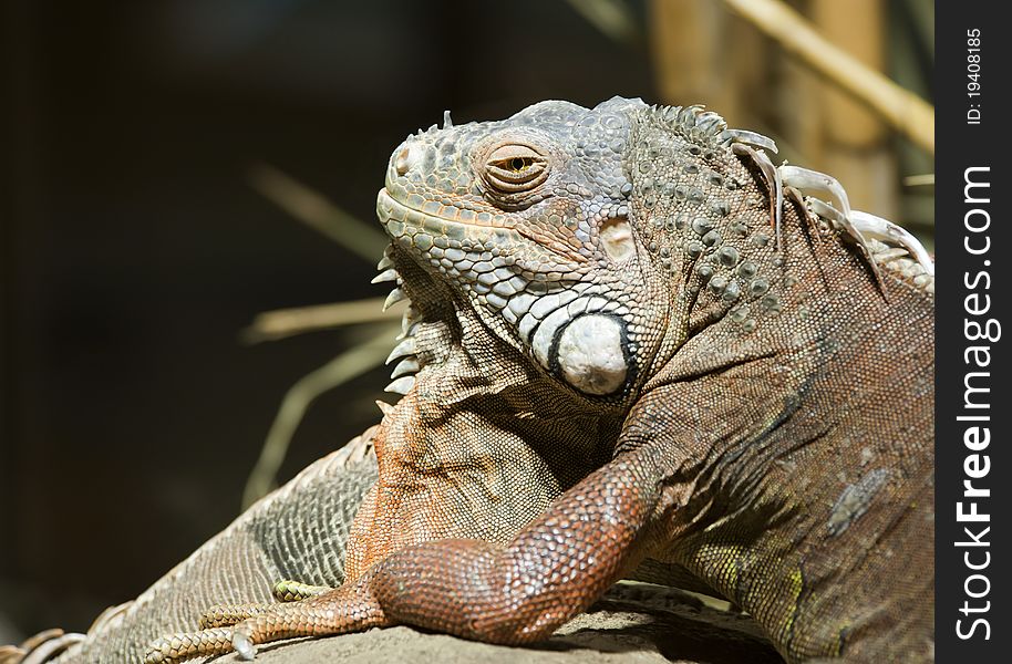 Close up of a Green Iguana