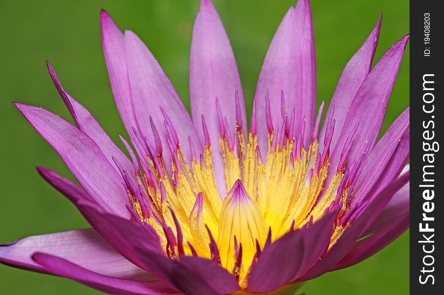 Closeup image of Lotus Plant on Water