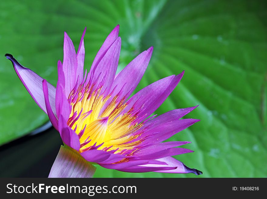 Closeup image of Lotus Plant on Water