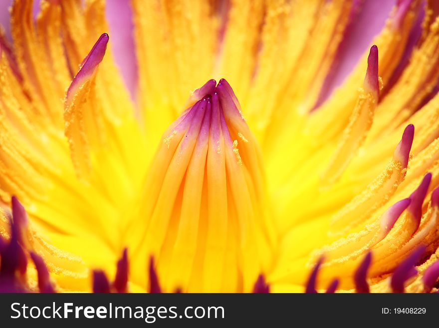 Image of Macro pollen lotus