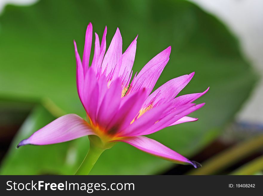 Closeup image of Lotus Plant on Water