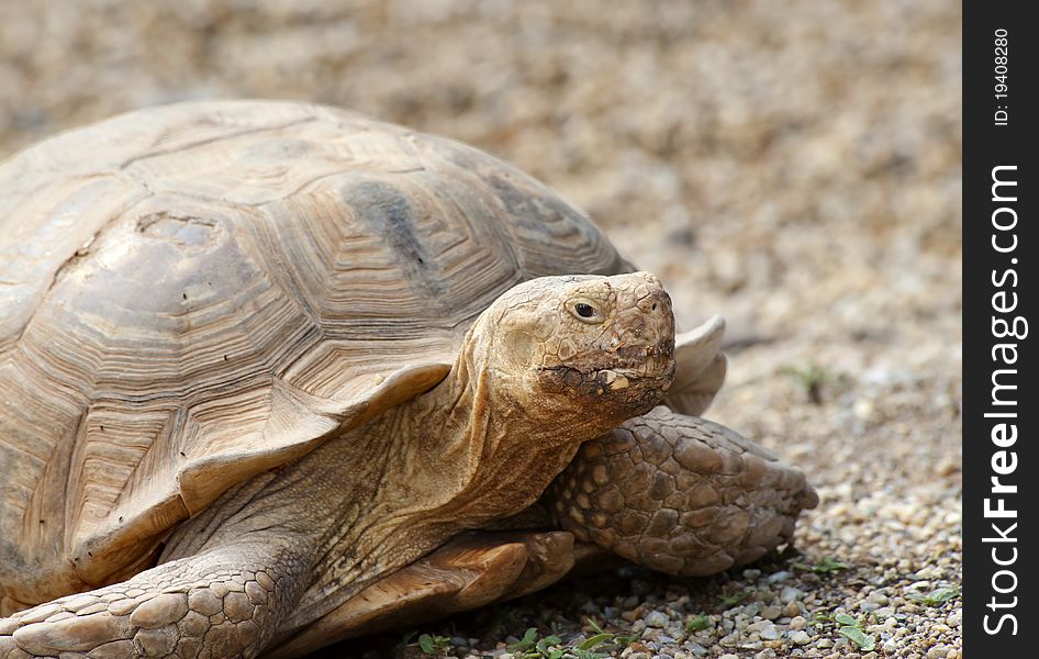 Close up of a Giant Tortoise