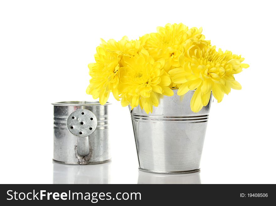 Yellow chrysanthemums in a bucket in the colors of card with the text love.  Isolated. Yellow chrysanthemums in a bucket in the colors of card with the text love.  Isolated