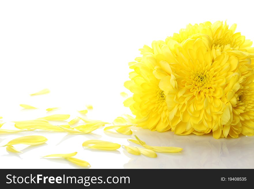 Yellow chrysanthemums isolated on a white background