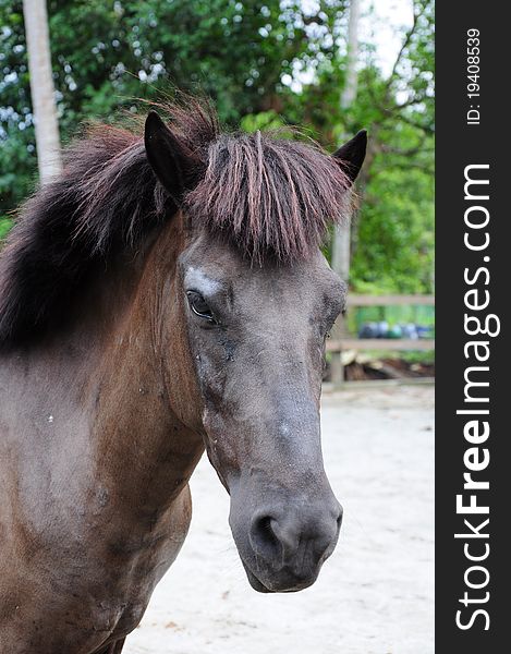 Portrait of a local black malaysian pony posing for camera. Portrait of a local black malaysian pony posing for camera.