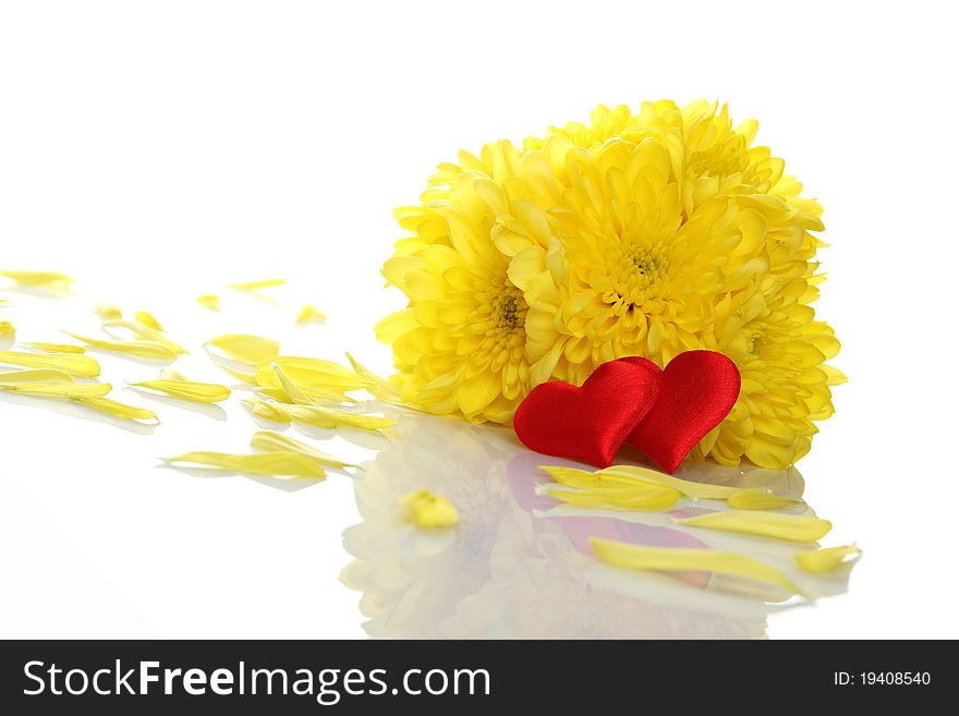 Yellow chrysanthemums with two red hearts. Gift. Isolated on white background