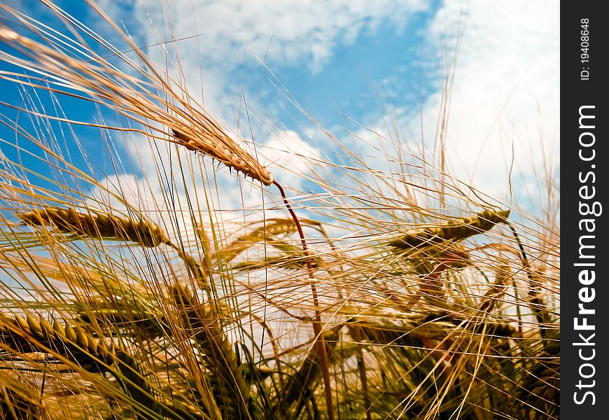 A barley field with shining golden barley ears in late summer