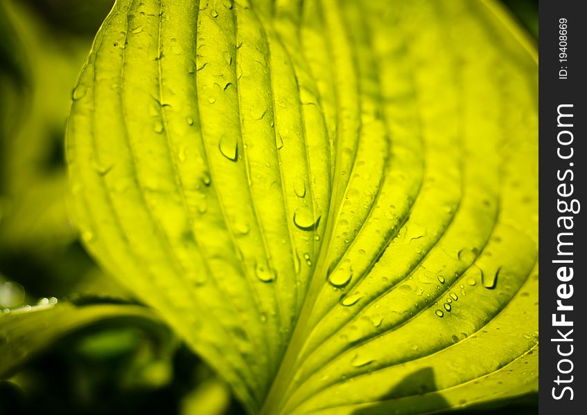 Water drops on the fresh green leaf