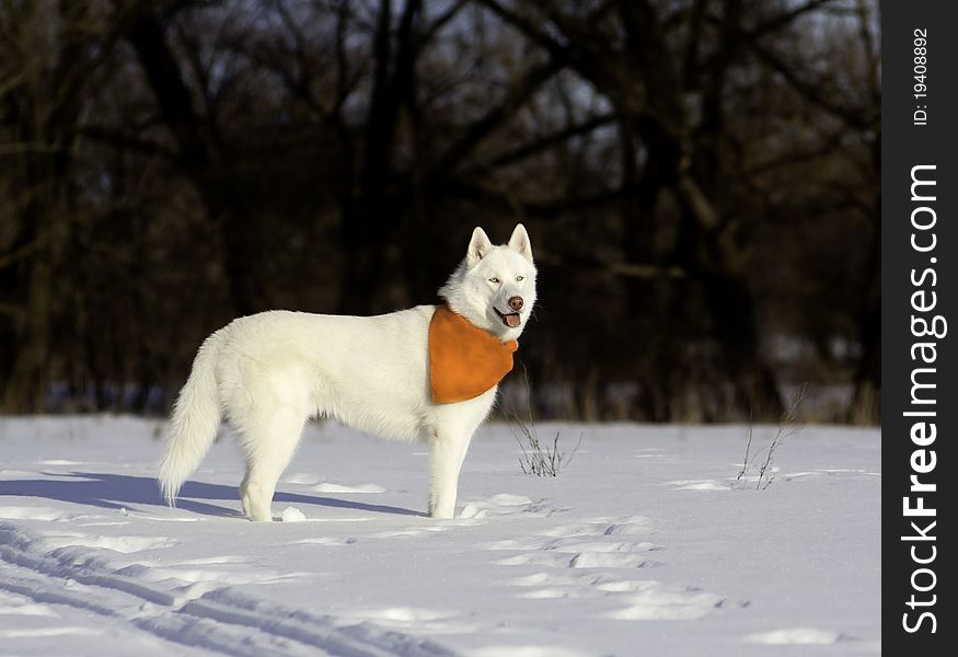 Siberian Husky In Snow