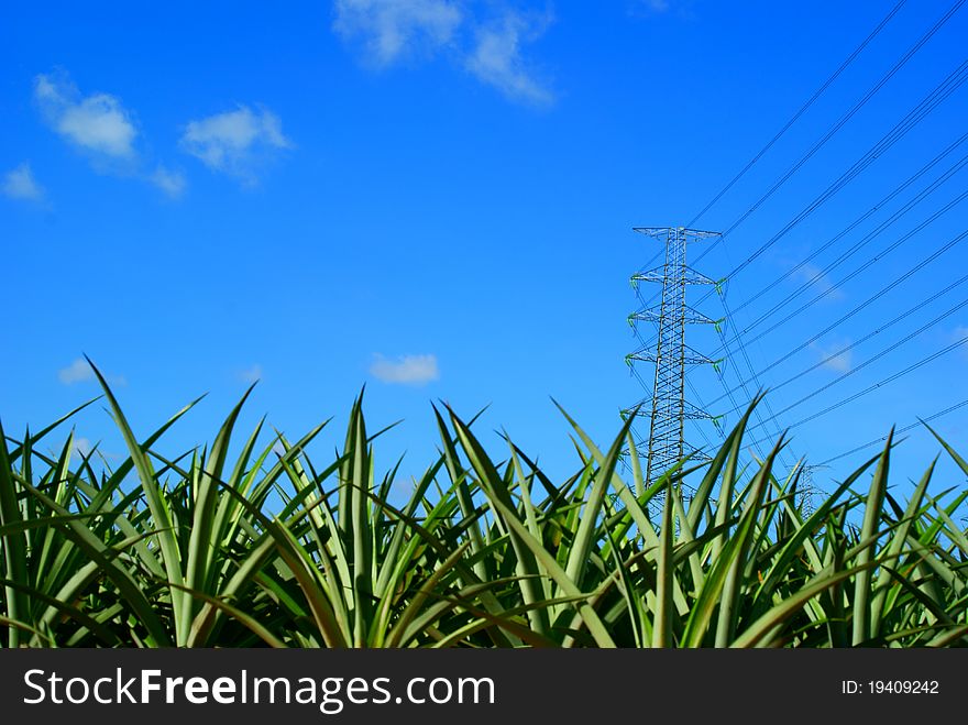 High voltage tower of government Above Pineapple plan in the day light. High voltage tower of government Above Pineapple plan in the day light.