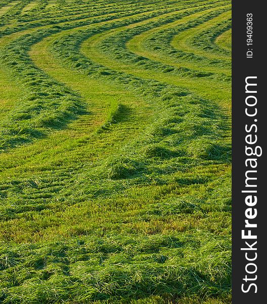 Close-up of fresh spring green grass, Euskadi