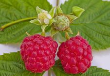 Ripe Raspberries And Flower Stock Image