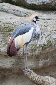 Crowned Crane Royalty Free Stock Photos