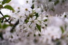 Cherry Flowers On Tree Stock Photo Cherry Flowers On Tree Stock Photo