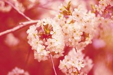 Cherry Flowers On Tree Stock Image Cherry Flowers On Tree Stock Image