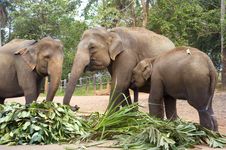 Elephant Family Royalty Free Stock Image